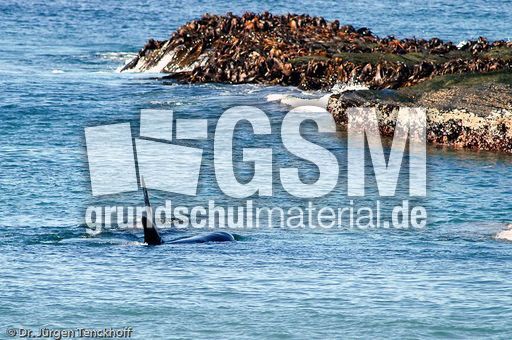 Orca (47 von 59).jpg